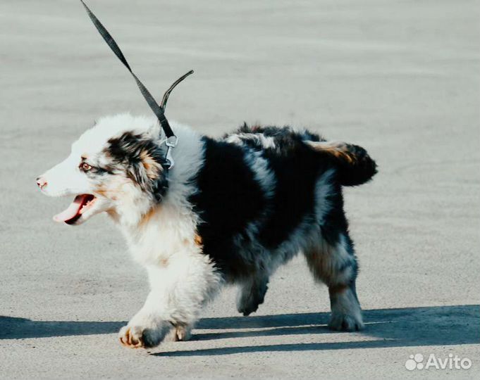 Девочка аусси