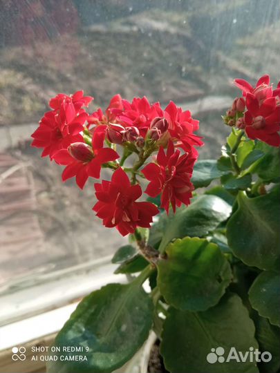 Каланхоэ лечебное