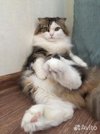 Кот длинношерстный вязка