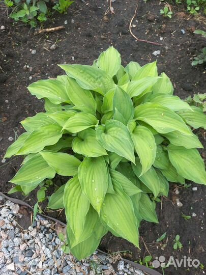 Гейхеры, хосты