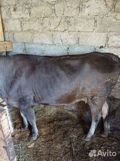 Корова на мясо