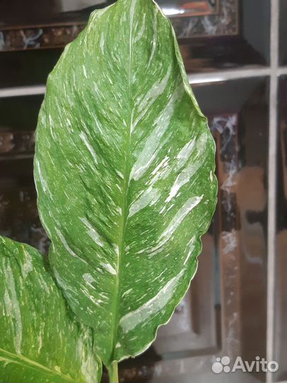 Спатифиллум домино