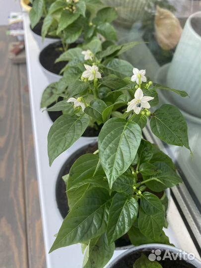 Острый перчик рассада