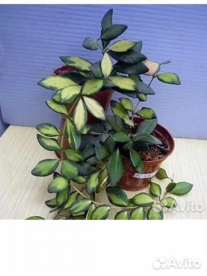 Хойя тсанги ds70 вар