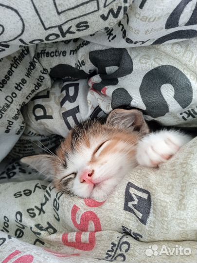 Отдам кошечку в добрые руки