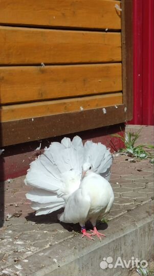 Голуби павлины