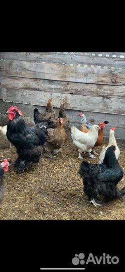 Продам кур