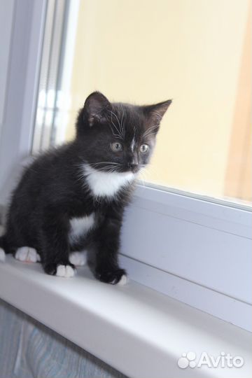 Маленький котенок, мальчик в добрые руки