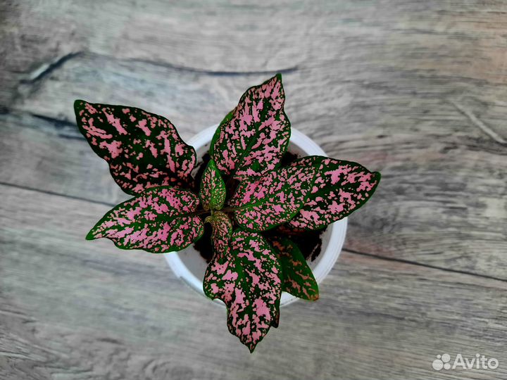 Комнатные цветы.Гипоэстес, Антуриум, Спатифиллум