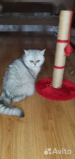 Когтеточка