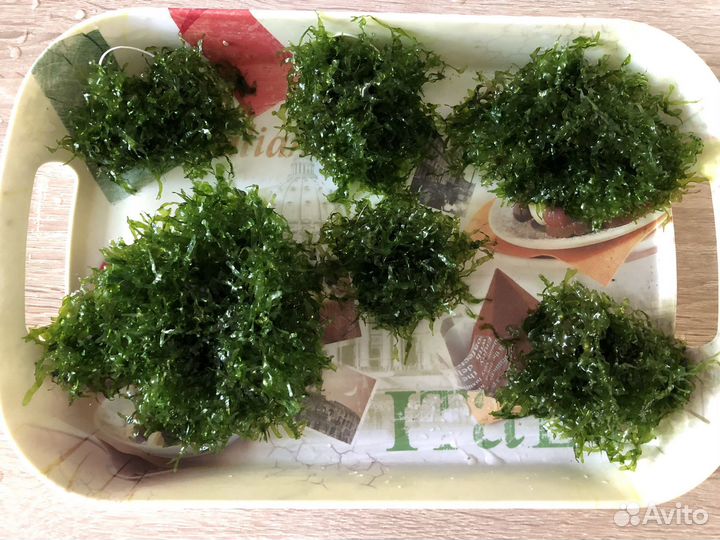 Аквариумы, растения, пропант, аэрация