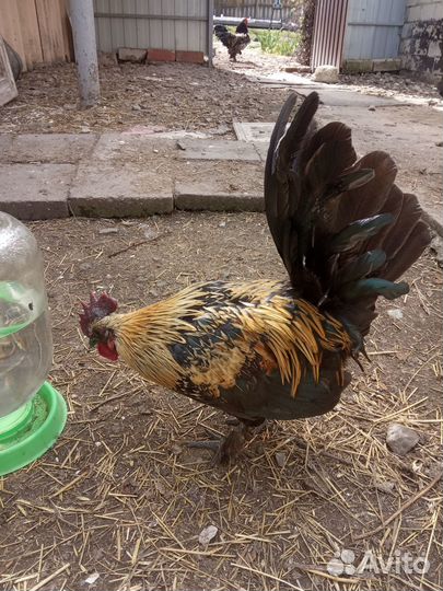 Петушки карликовые.Бентамки