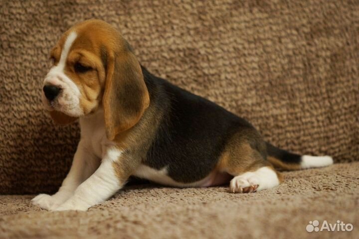 Щенки Бигля