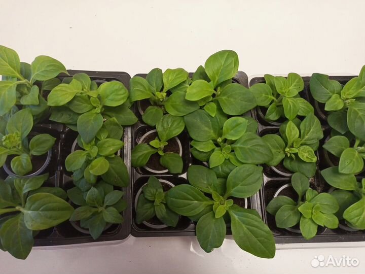 Вегетативная петуния