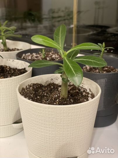 Адениум роза пустыни