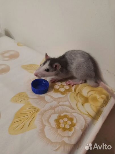 Крыска ручная дамбо