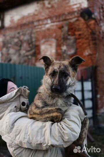 Моня ищет дом