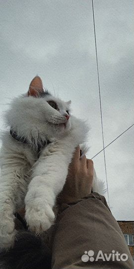Кошки в добрые руки