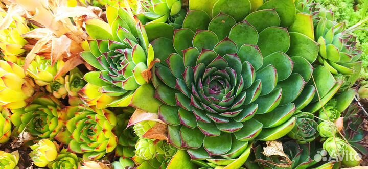 Молодило -суккулент 