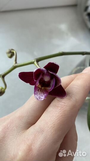 Фаленопсис Грандбери Чача