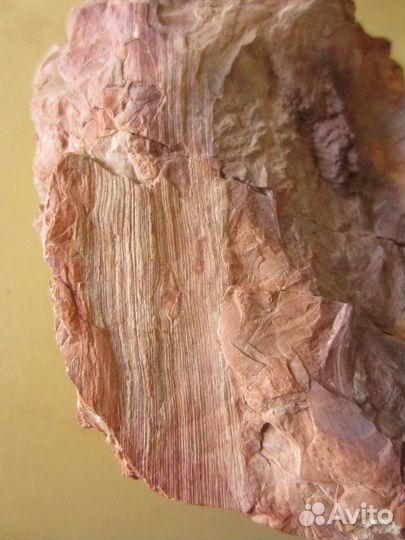 Окаменелость Окаменелое дерево. Кордаит