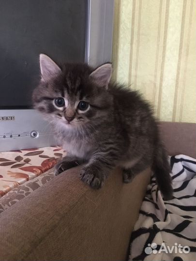 Котята в добрые руки девочка и мальчик