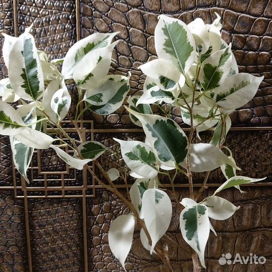 Фикус Твилайт (взрослый)