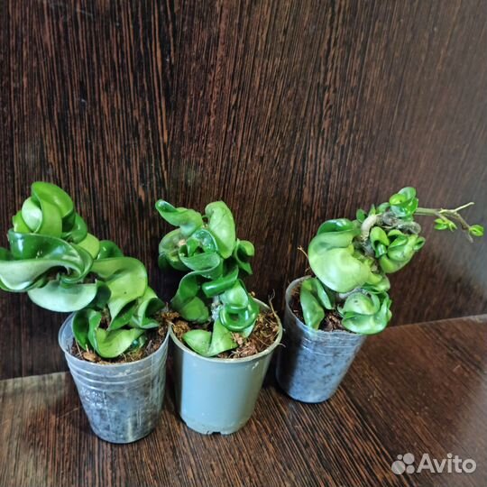 Хойя компакта вариегатная