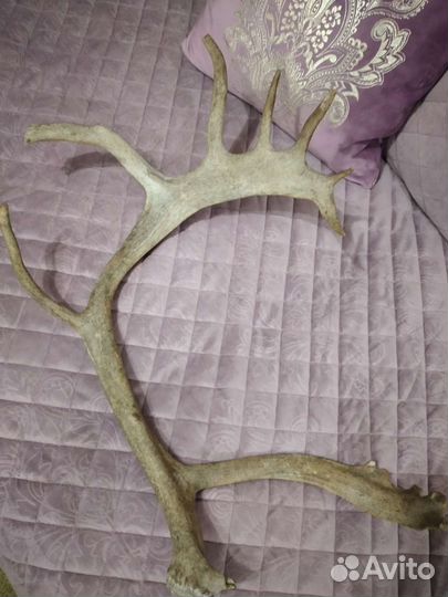 Рога оленя
