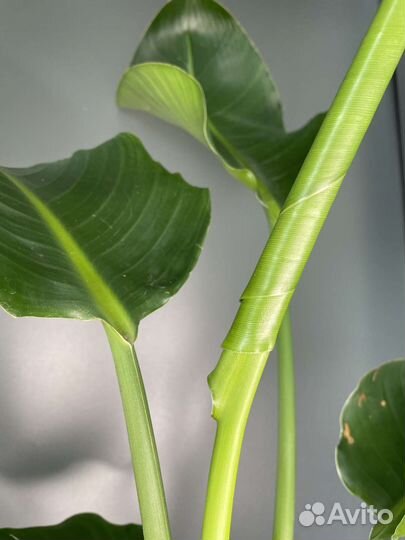 Стрелиция Николая