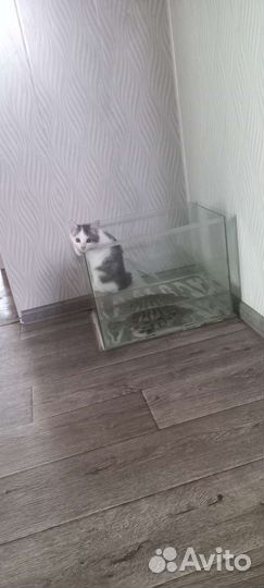 Девочка,бесплатно. Доставим домой