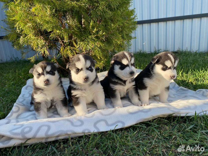 Сибирский хаски