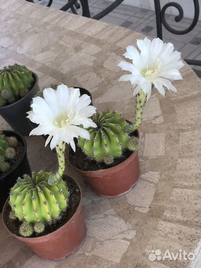 Цветущий кактус