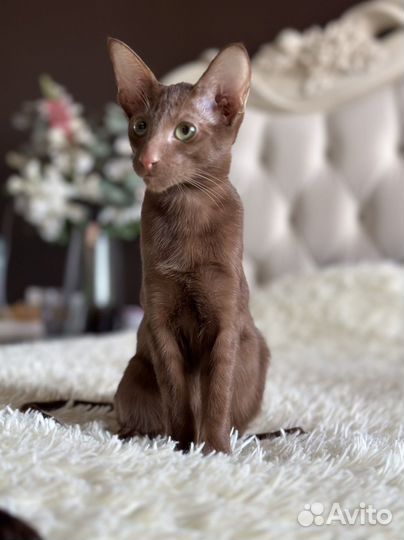 Ориентальные котята