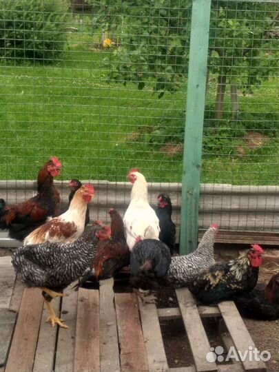 Молодые красивые петушки