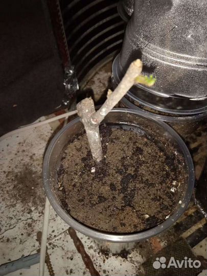 Эводия даниэля черенки