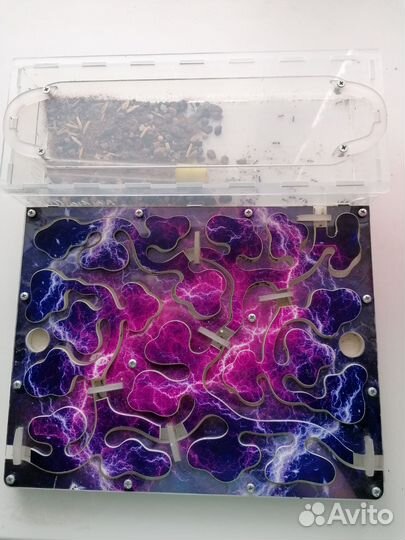 Муравьиная ферма с муравьями