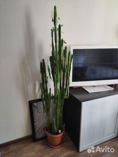 Большой кактус