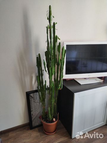 Большой кактус