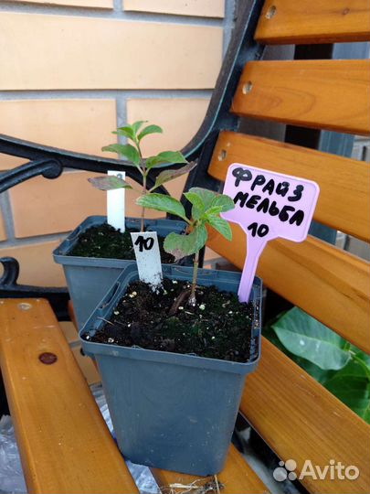 Гортензия саженцы лайм лайт