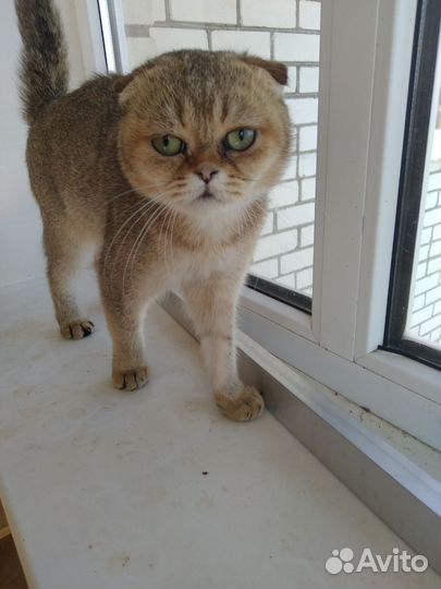 Шотландский вислоухий котик