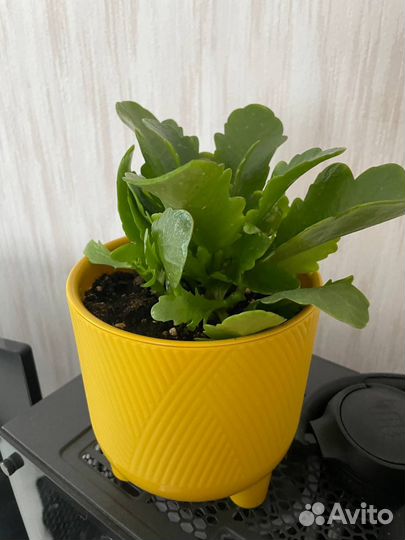 Каланхое цветок розовый