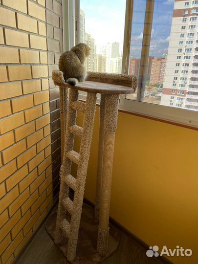 Когтеточка для кошек