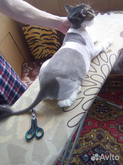 Стрижка котов и кошек+ стрижка когтей