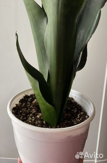 Санса блэк даймонд, Ханни крео, замиакулькас Зензи