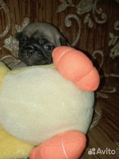 Девочка мопсик