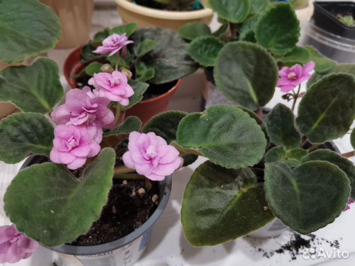 Фиалки молодые цветущие- розовая