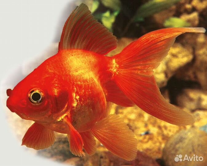 Оранда. Риукин. Комета. Красная шапочка. Фон. Мох