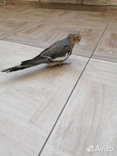 Птенцы кареллы