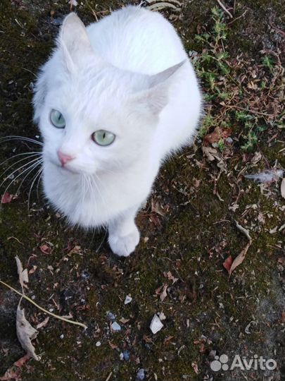 Котик в добрые руки